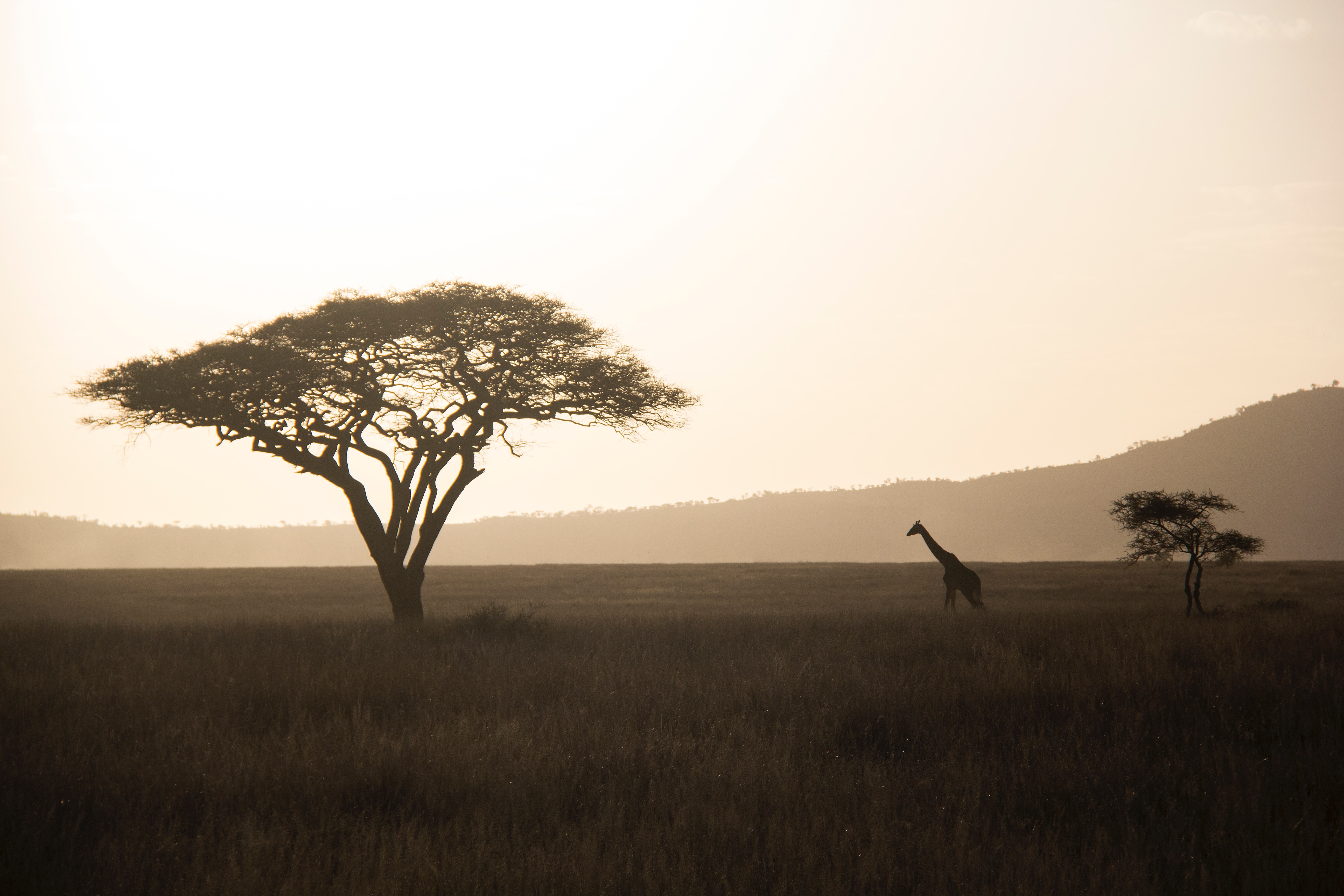 Саванной восточной африки. Саванны Африки. Африканская Саванна. Африка пейзаж. Природа саванны.